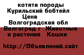 котята породы Курильский бобтейл › Цена ­ 3 000 - Волгоградская обл., Волгоград г. Животные и растения » Кошки   